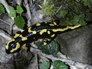 À la découverte des amphibiens et autres créatures nocturnes le 19 avril au Puy-en-Velay