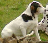Blavozy : une chienne de chasse perdue depuis trois semaines