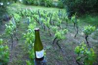 Il existe encore des vignes en Haute-Loire
