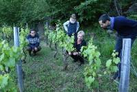 Il existe encore des vignes en Haute-Loire