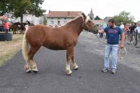 Saint-Jeures : seulement dix juments au concours de chevaux lourds