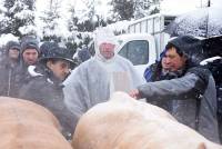 Les Estables : des boeufs à la neige pour la foire grasse