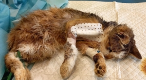Espaly-Saint-Marcel : le Jardin des chats lance un SOS pour un animal blessé