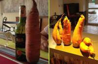 La Chapelle-d&#039;Aurec : des carottes aussi grosses que des bouteilles
