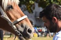 Saint-Jeures : des chevaux, des hommes et des passions