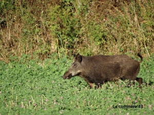 La préfecture de Haute-Loire accorde une dérogation pour la chasse pendant le confinement