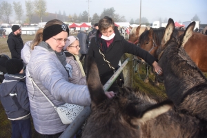 La Foire des ânes de Bas-en-Basset a retrouvé toute sa popularité