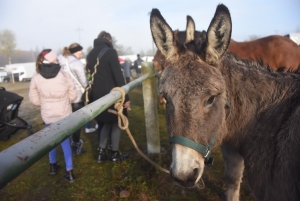 La Foire des ânes de Bas-en-Basset a retrouvé toute sa popularité