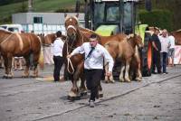 Yssingeaux : 47 juments présentées au concours de chevaux lourds