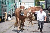 Yssingeaux : 47 juments présentées au concours de chevaux lourds
