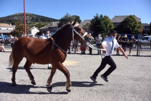 Les Estables : quarante chevaux comtois au premier concours estival