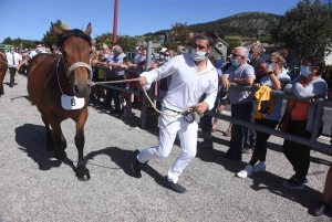 Les Estables : quarante chevaux comtois au premier concours estival