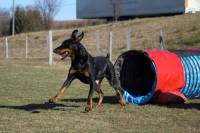 Club canin des sucs : un concours d&#039;agility dimanche au terrain du Chausse