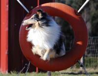 Club canin des sucs : un concours d&#039;agility dimanche au terrain du Chausse