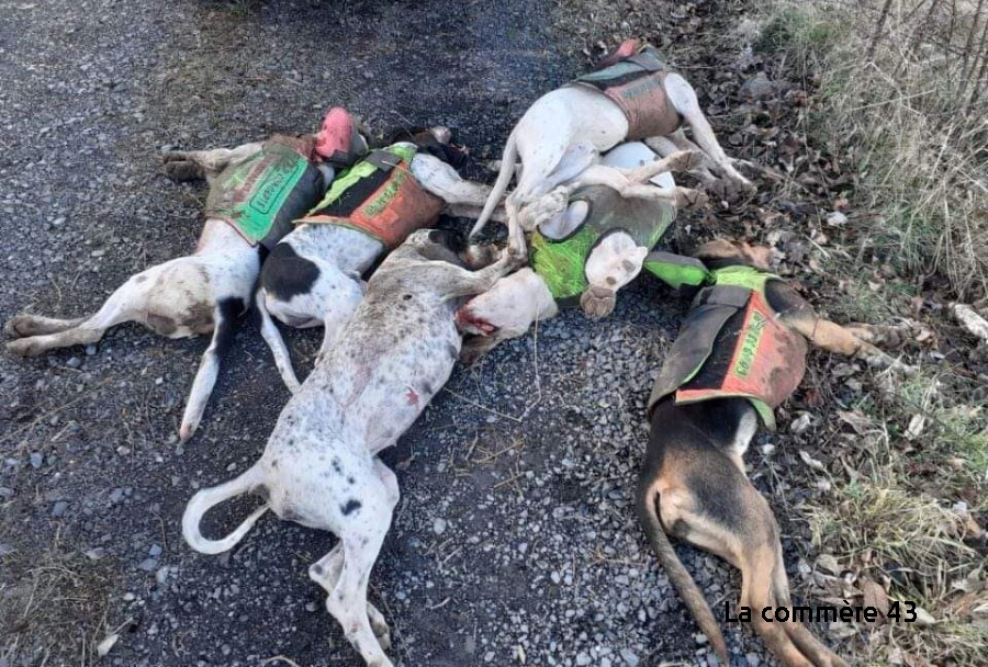 En Ardèche, 7 chiens de chasse abattus sur un terrain privé alors qu'ils  poursuivaient un sanglier - La Commère 43