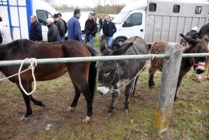 Bas-en-Basset : la foule des grands jours à la Foire aux ânes