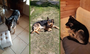 Trois chiens perdus sur Montfaucon-en-Velay