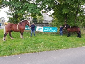 Les étalons referment les concours de chevaux lourds de Haute-Loire