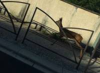 Yssingeaux : un chevreuil se balade en ville
