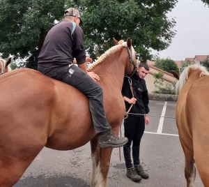 Ultime concours à Cayres pour les chevaux lourds avant la finale départementale