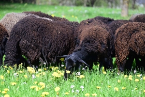 La brebis noire du Velay est la dernière race animale originaire de Haute-Loire