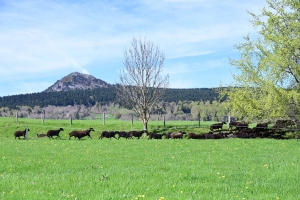 La brebis noire du Velay est la dernière race animale originaire de Haute-Loire