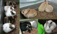 La SPA de Haute-Loire met 50 lapins nains à l&#039;adoption
