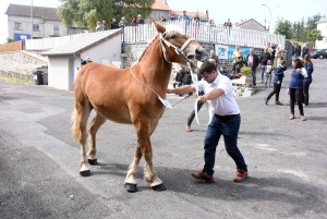 Fay-sur-Lignon ouvre la saison des concours de chevaux lourds