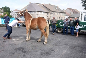 Fay-sur-Lignon ouvre la saison des concours de chevaux lourds