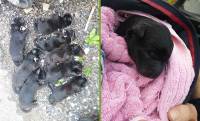 Sainte-Sigolène : neuf chiots jetés comme des déchets dans une poubelle