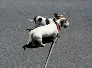Grazac : deux chiens trouvés au &quot;Moulinet&quot;