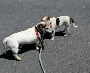Grazac : deux chiens trouvés au &quot;Moulinet&quot;