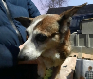 Un chien recueilli au Mazet-Saint-Voy