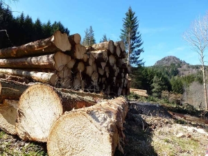 Réunion d’information à Saint-Paulien sur la thématique du foncier forestier