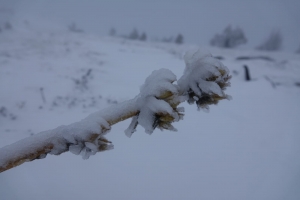 La neige de retour aux Estables (photos)