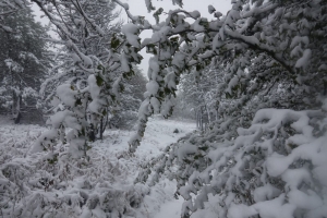 La neige de retour aux Estables (photos)