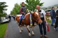 Serge Decroix avec sa vache Colombe, une race ferrandaise.
