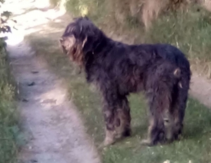 Un chien trouvé au Chambon-sur-Lignon