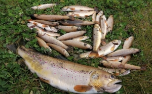 Tence : la société de pêche craint une mortalité de 2 000 à 2 500 truites sur la Sérigoule