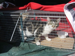 Espaly-Saint-Marcel : la campagne de stérilisation des chats errants a commencé