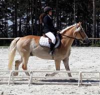 Equitation : les championnats départementaux de dressage organisés à Blavozy