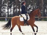 Equitation : les championnats départementaux de dressage organisés à Blavozy