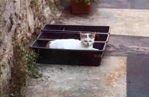 Yssingeaux : un chaton recueilli en centre-ville