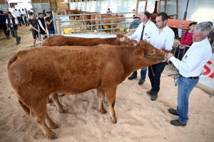 Des éleveurs de limousines militent pour des vaches sans cornes