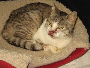Puy-en-Velay : Le Jardin des chats alerté pour un félin en piteux état