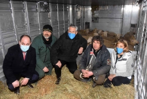 Des brebis de Haute-Loire envoyées en Arménie pour soutenir l&#039;élevage local