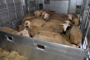 Des brebis de Haute-Loire envoyées en Arménie pour soutenir l&#039;élevage local