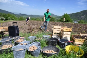 A Saint-Hostien, 500 kg de patates plantées par la Lutte des Sucs sur le tracé de la RN88