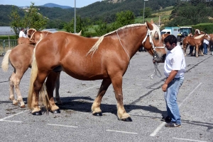Yssingeaux : le concours de chevaux lourds animé par 45 juments comtoises