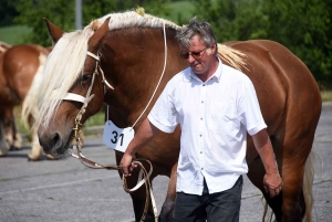 Yssingeaux : le concours de chevaux lourds animé par 45 juments comtoises